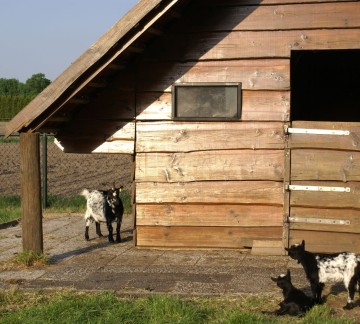 Animal garden